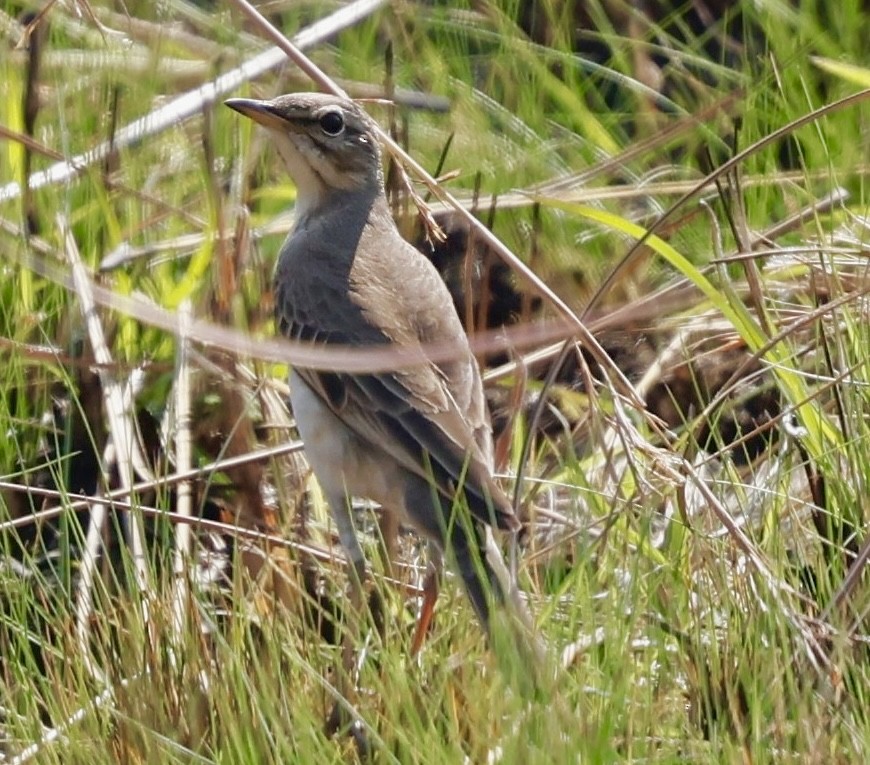 Plain-backed Pipit - ML638369718