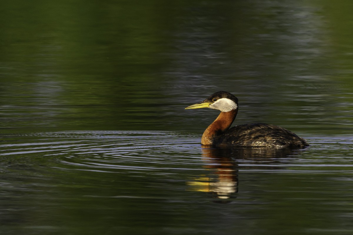 Red-necked Grebe - ML638369728