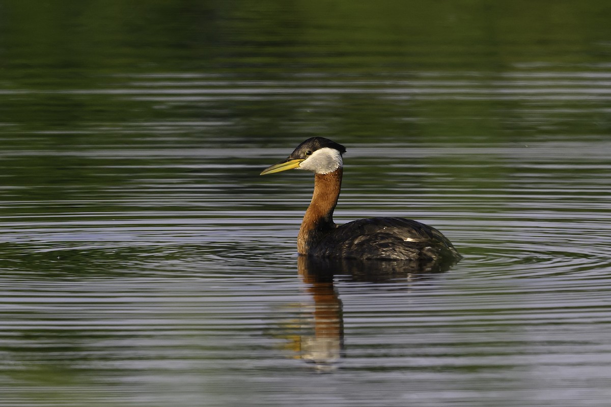 Red-necked Grebe - ML638369729