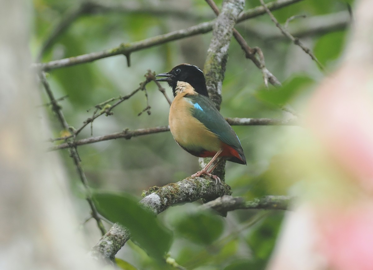 Ornate Pitta - ML638369758