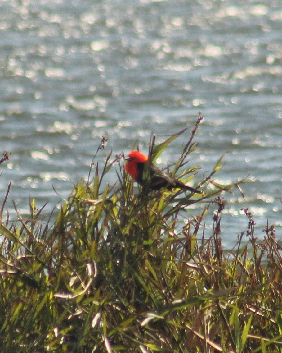 Scarlet-headed Blackbird - ML638369762