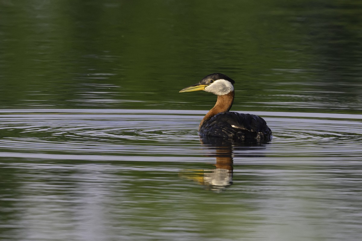 Red-necked Grebe - ML638369771