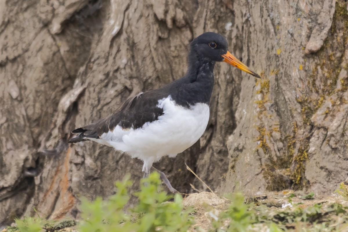 Eurasian Oystercatcher - ML638369794