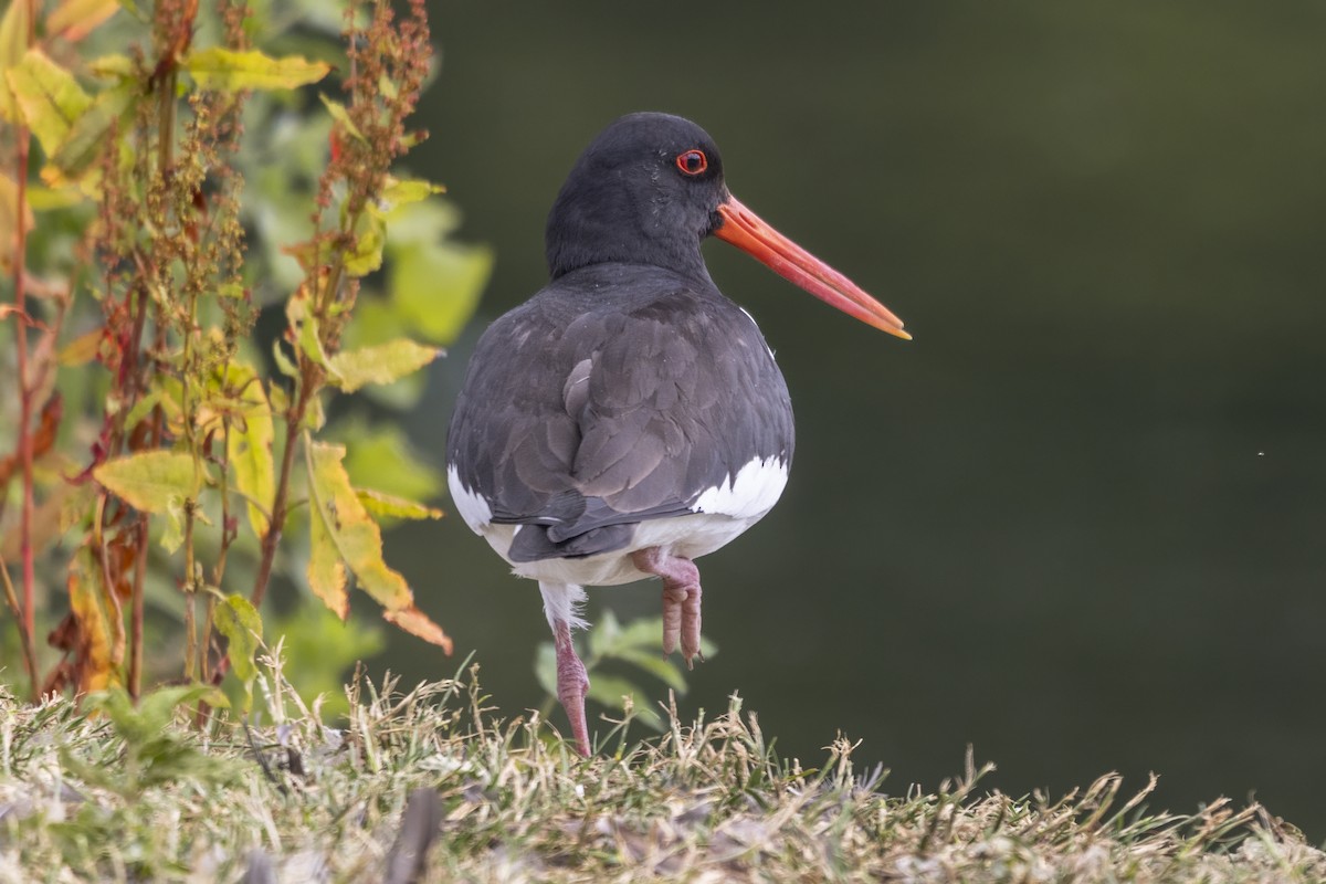 Eurasian Oystercatcher - ML638369795