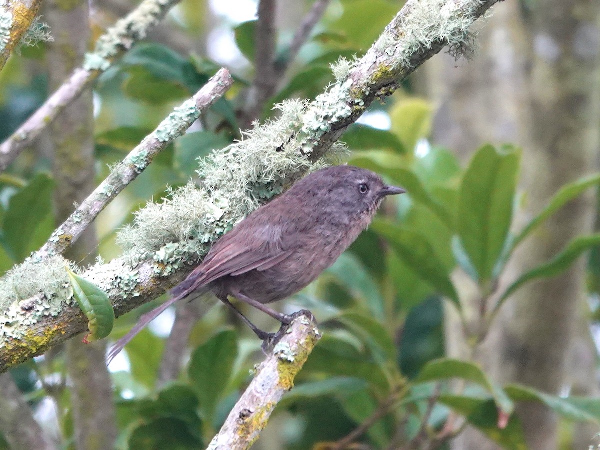 Wrentit - ML638369796