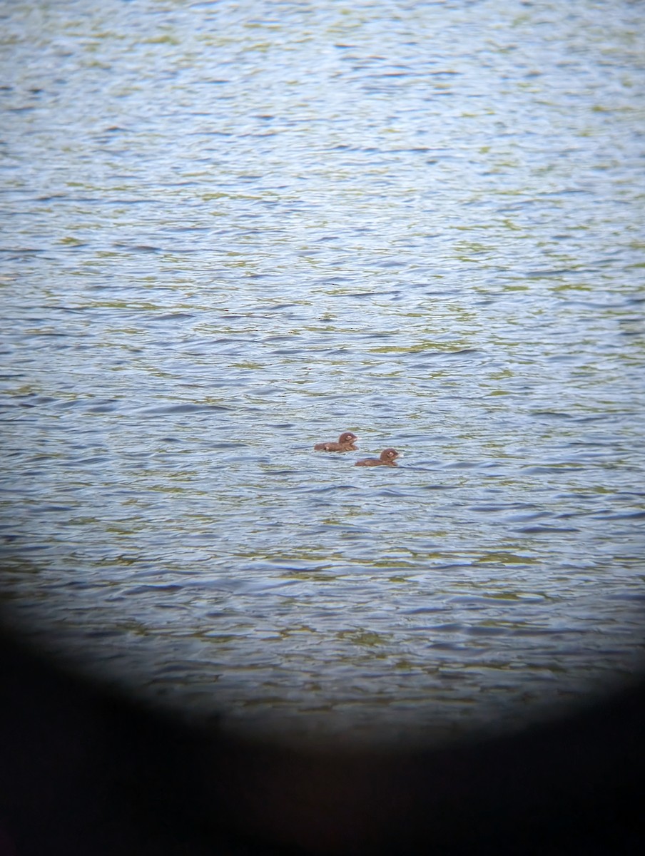 potáplice lední - ML638369800