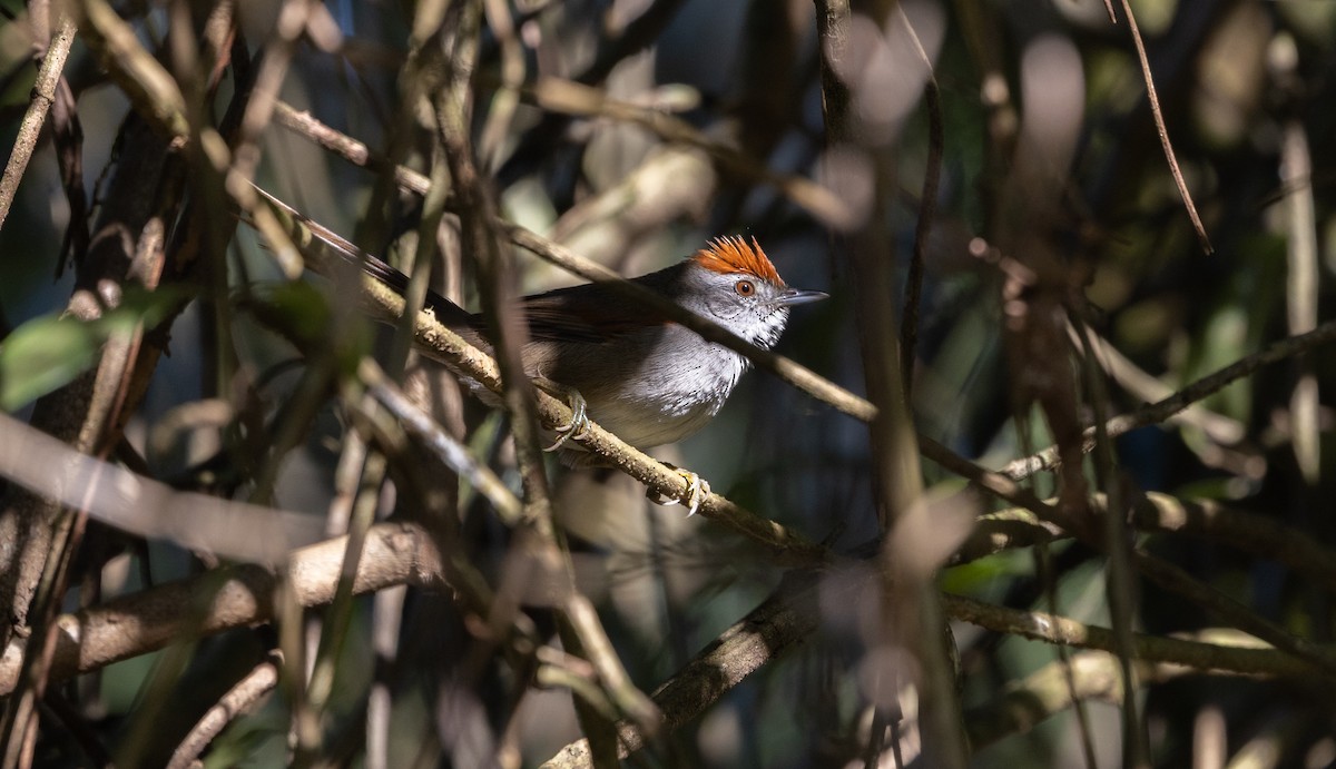 Spix's Spinetail - ML638369815