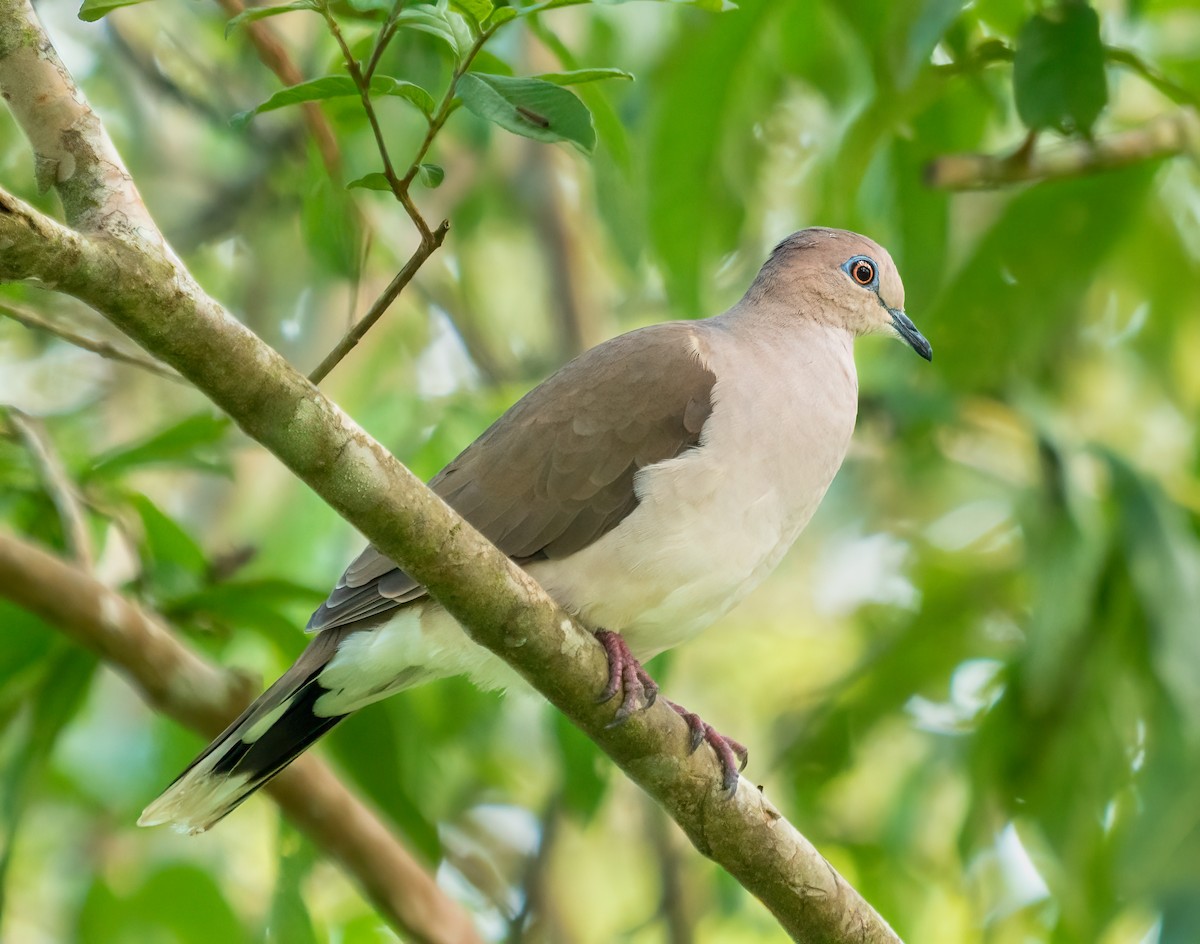 White-tipped Dove - ML638369816
