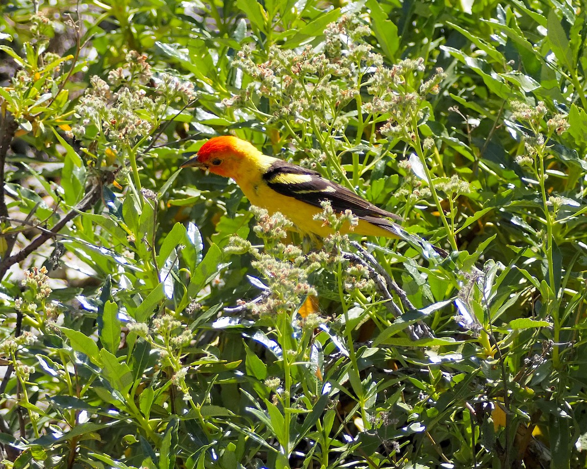 Western Tanager - ML638369821