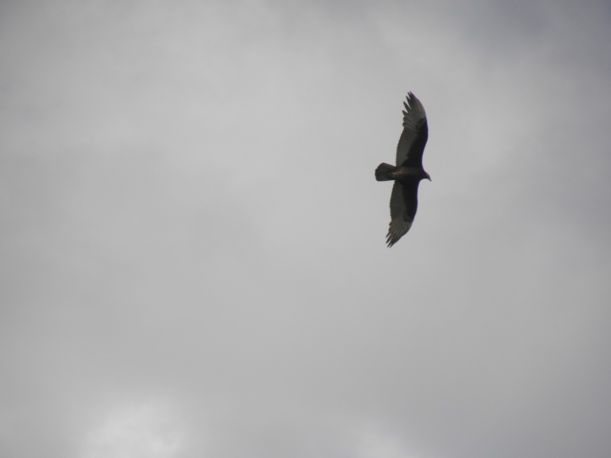 Turkey Vulture - ML638369842