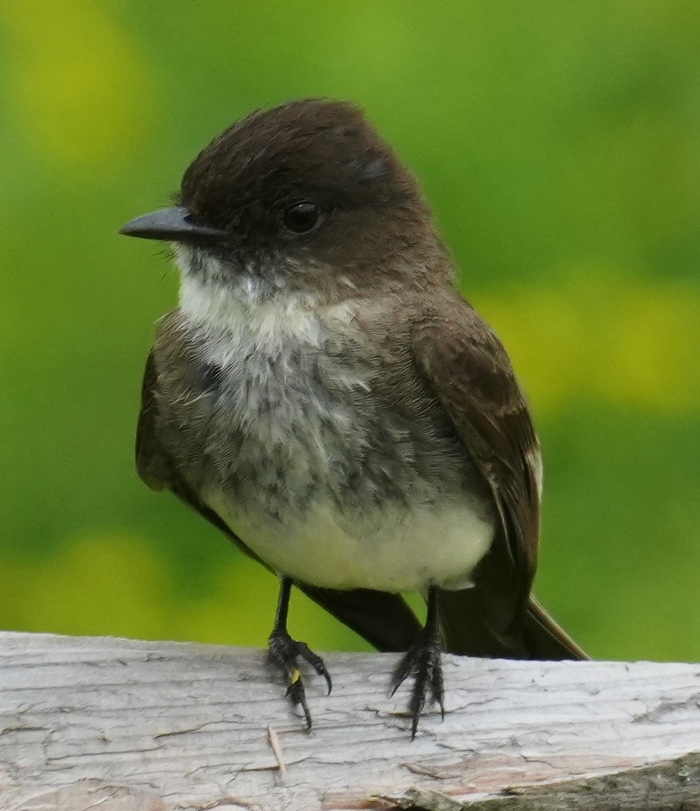 Eastern Phoebe - ML638369872
