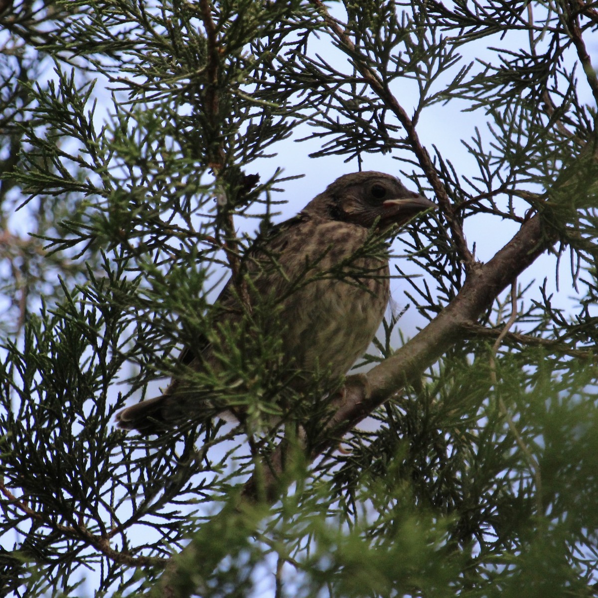 brunhodetrupial - ML638369878