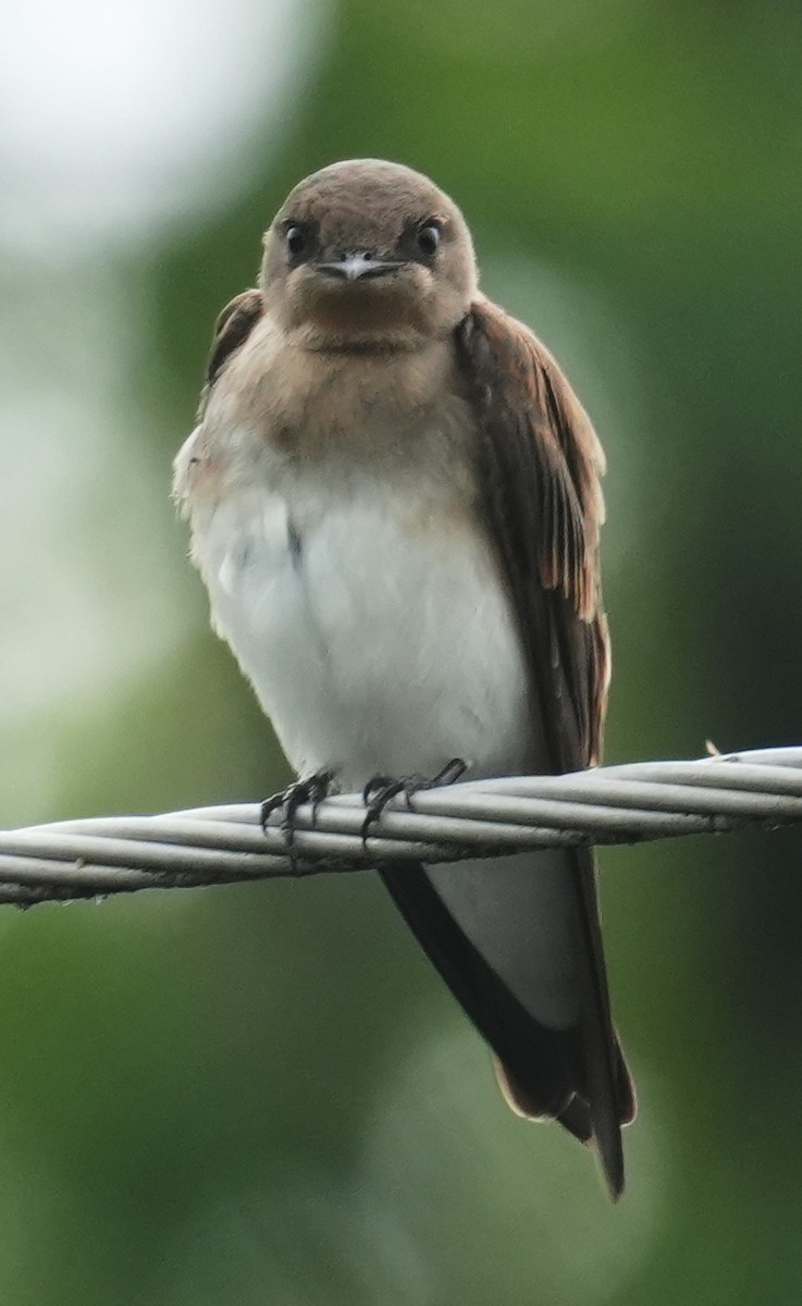 Northern Rough-winged Swallow - ML638369886