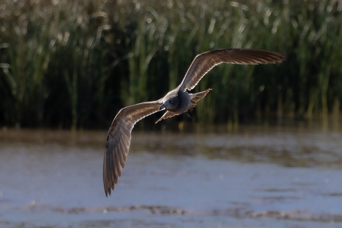 Olrog's Gull - ML638369887