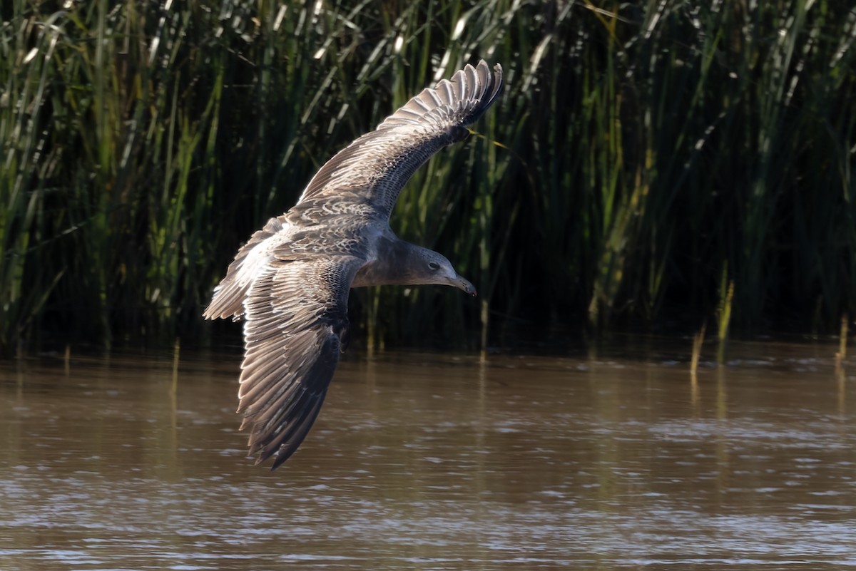 Olrog's Gull - ML638369888