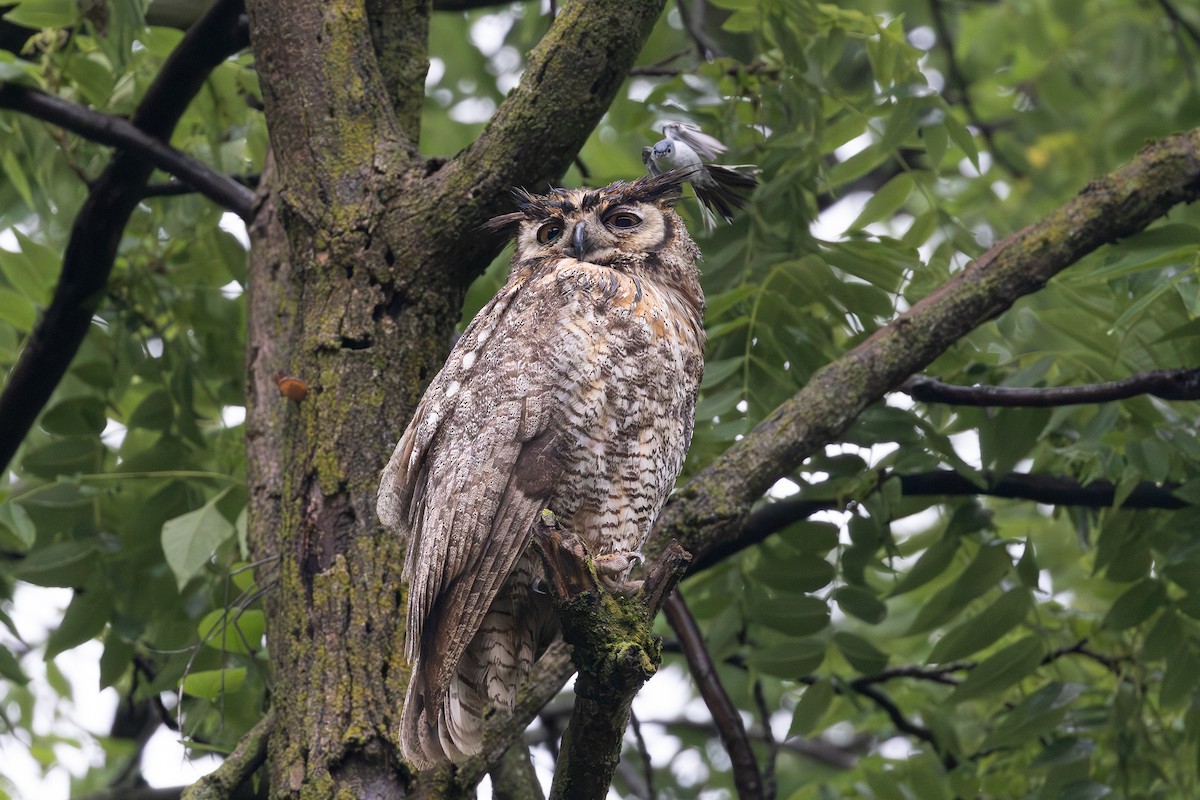 výr virginský - ML638369891