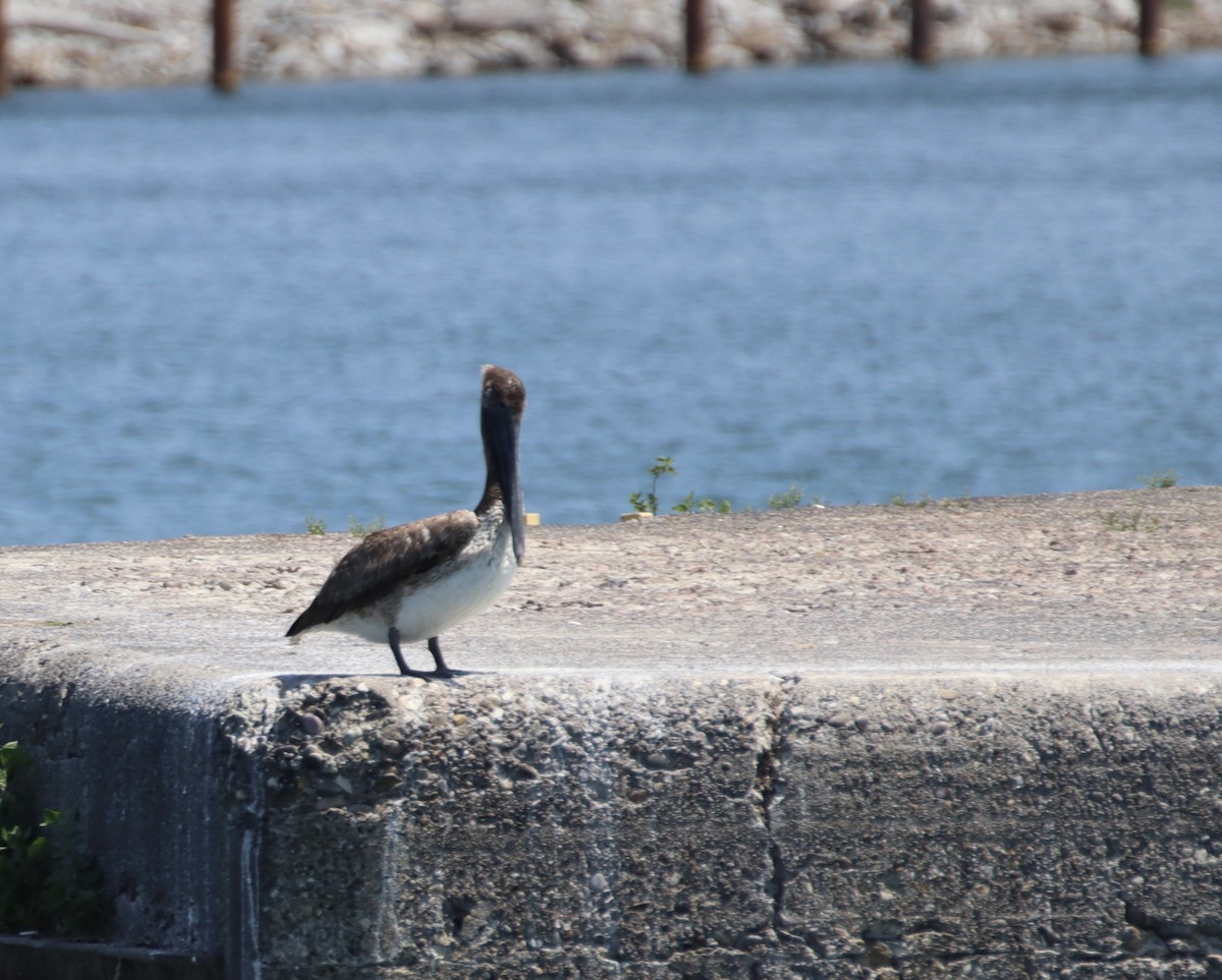 Brown Pelican - ML638369895