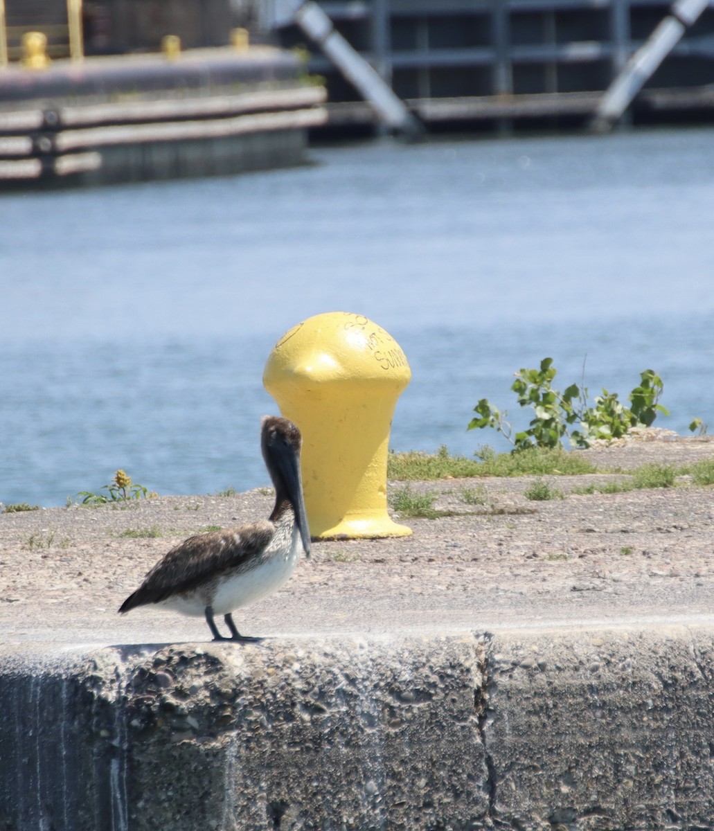 Brown Pelican - ML638369896