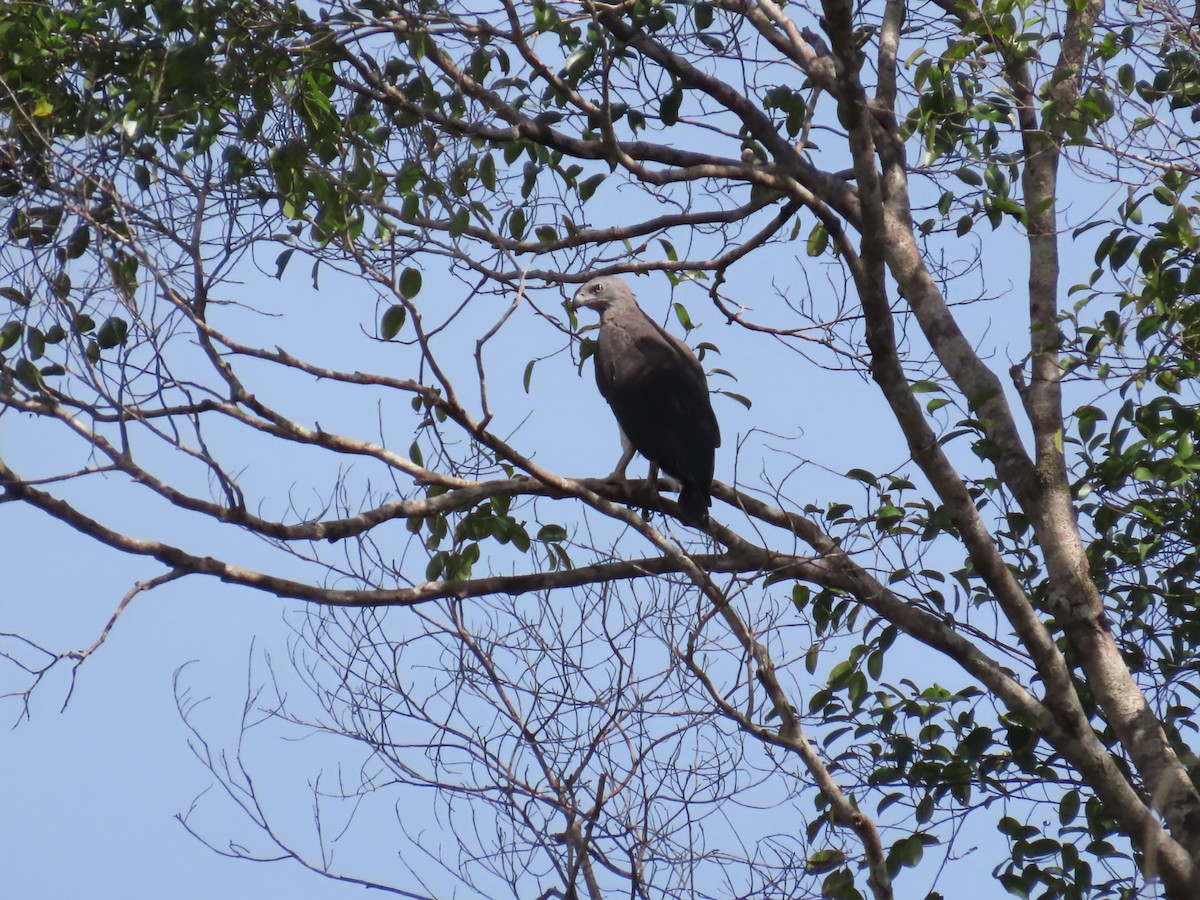 Gray-headed Fish-Eagle - ML638369902