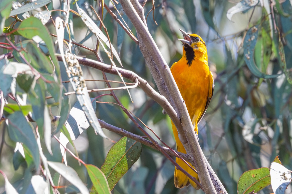 Bullock's Oriole - ML638369912