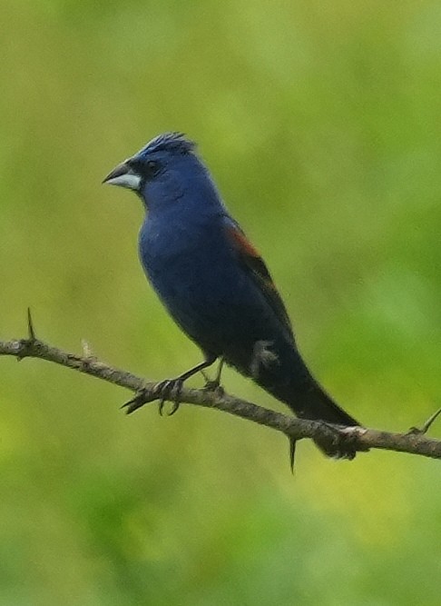 Blue Grosbeak - ML638369944