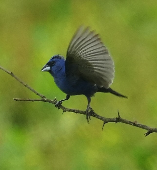 Blue Grosbeak - ML638369957