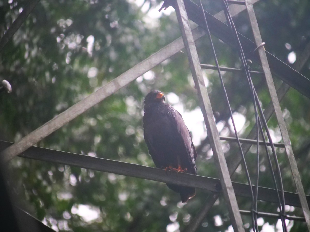 Common Black Hawk - ML638369989