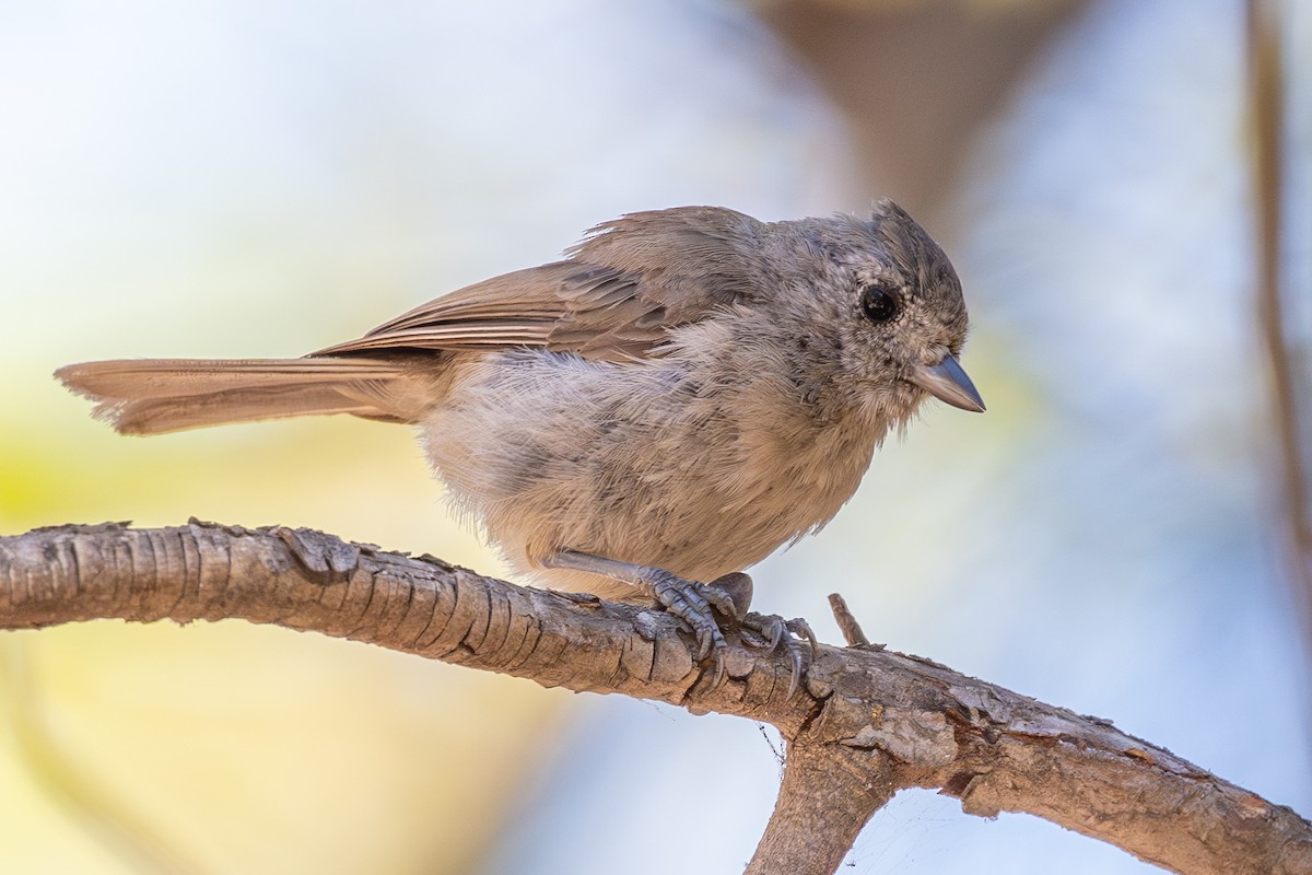 Oak Titmouse - ML638369998