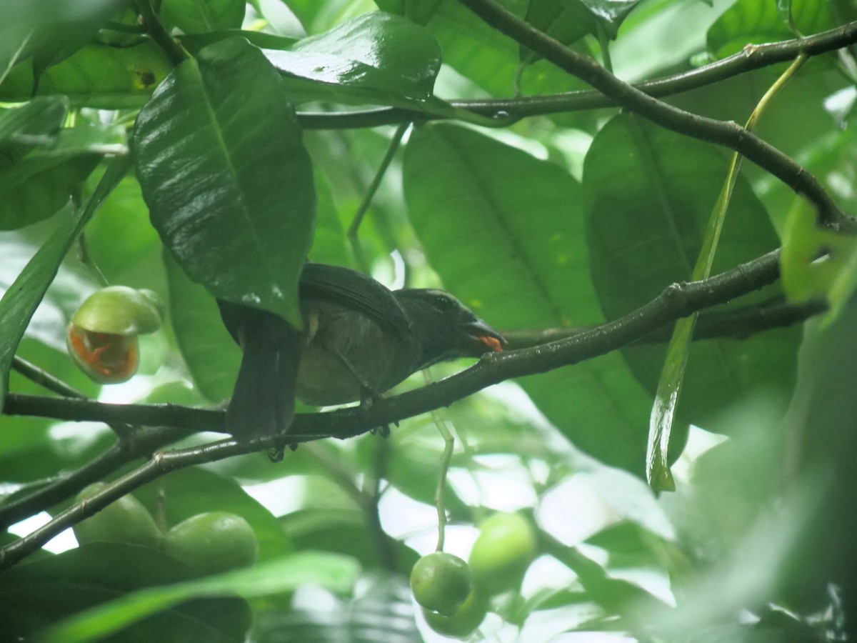 Buff-throated Saltator - ML638370004