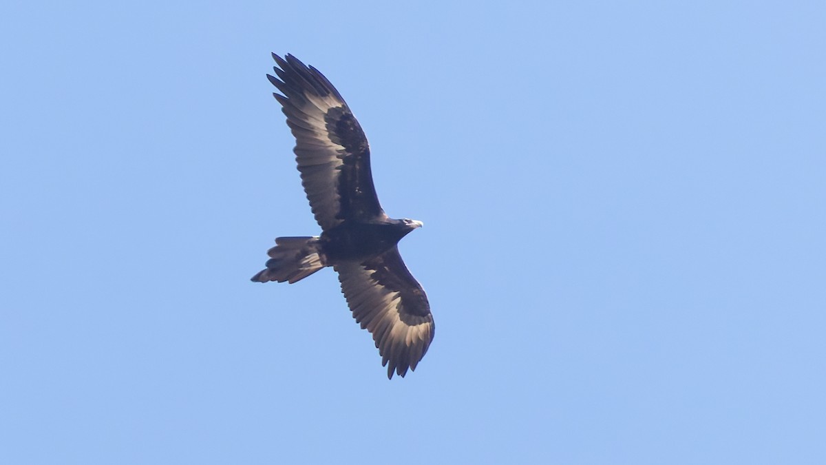 Wedge-tailed Eagle - ML638370054