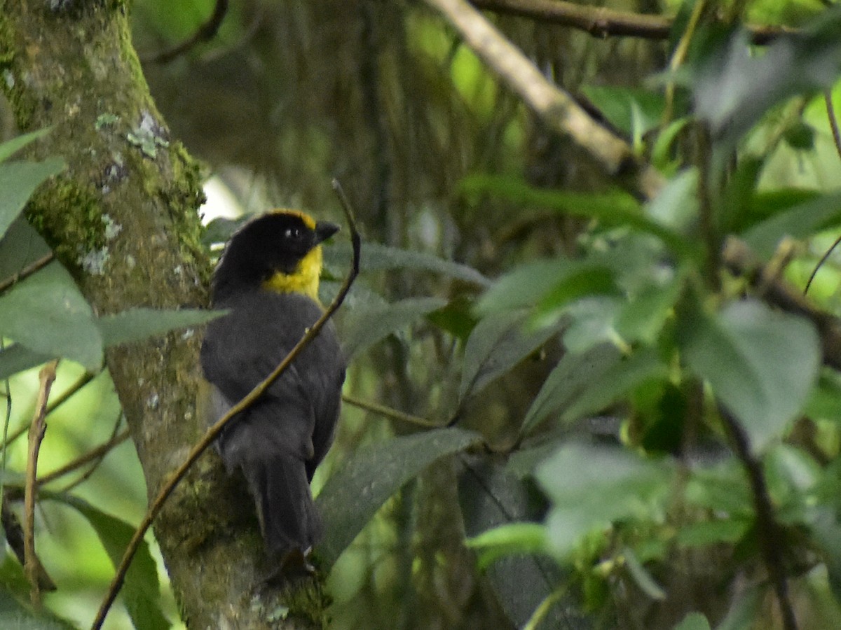 Pale-naped Brushfinch - ML638370057