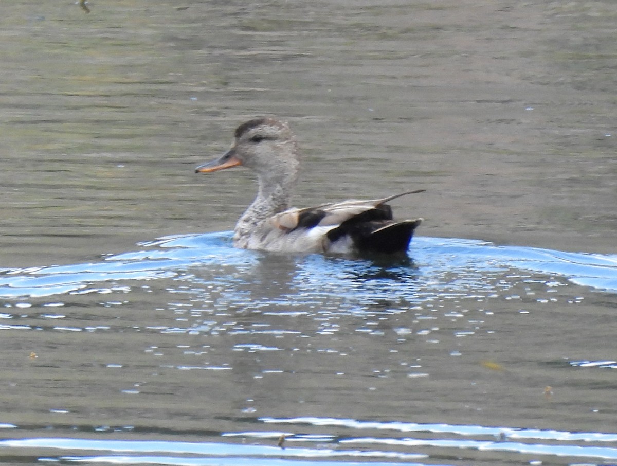 Gadwall - ML638370093