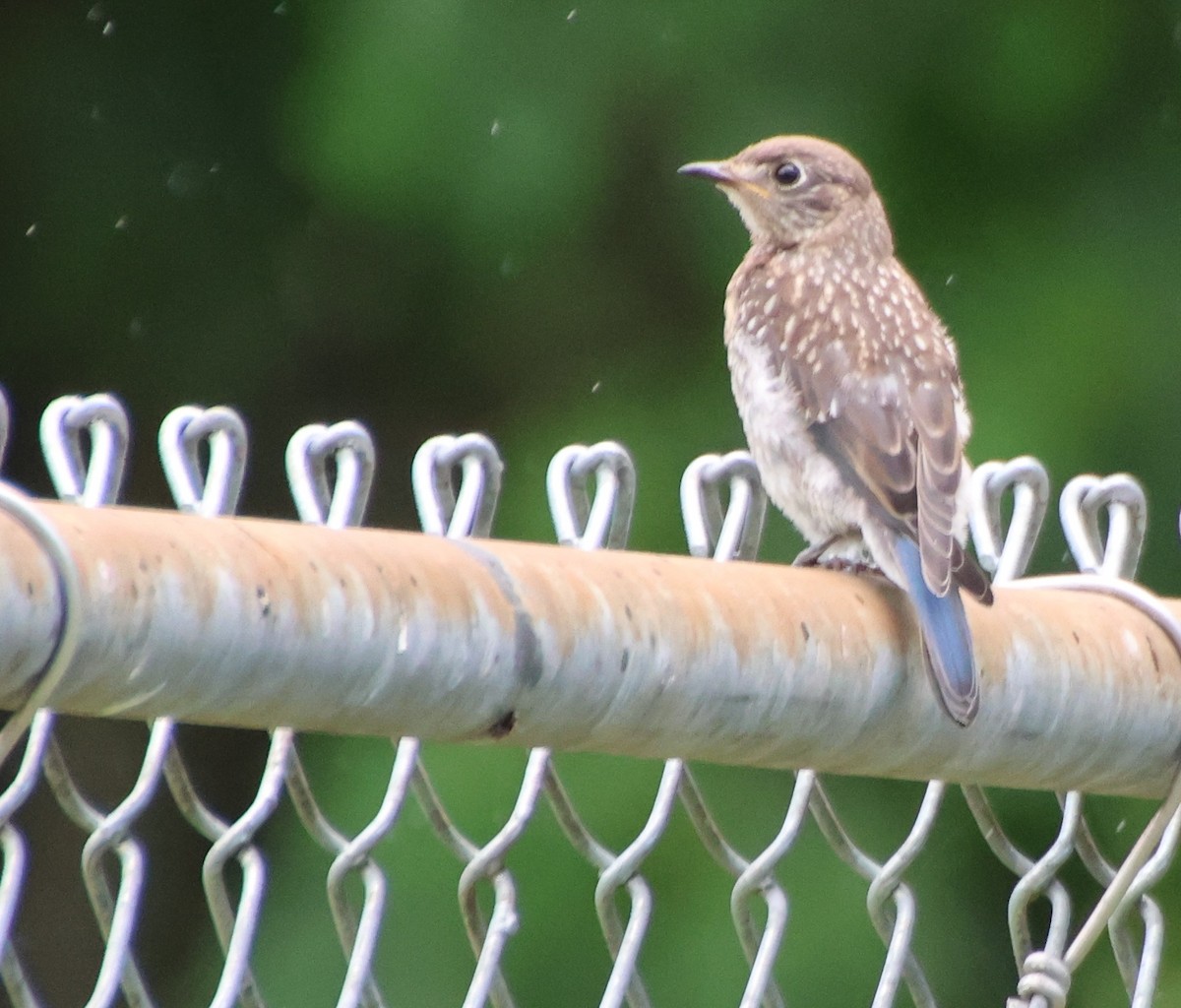 Eastern Bluebird - ML638370104