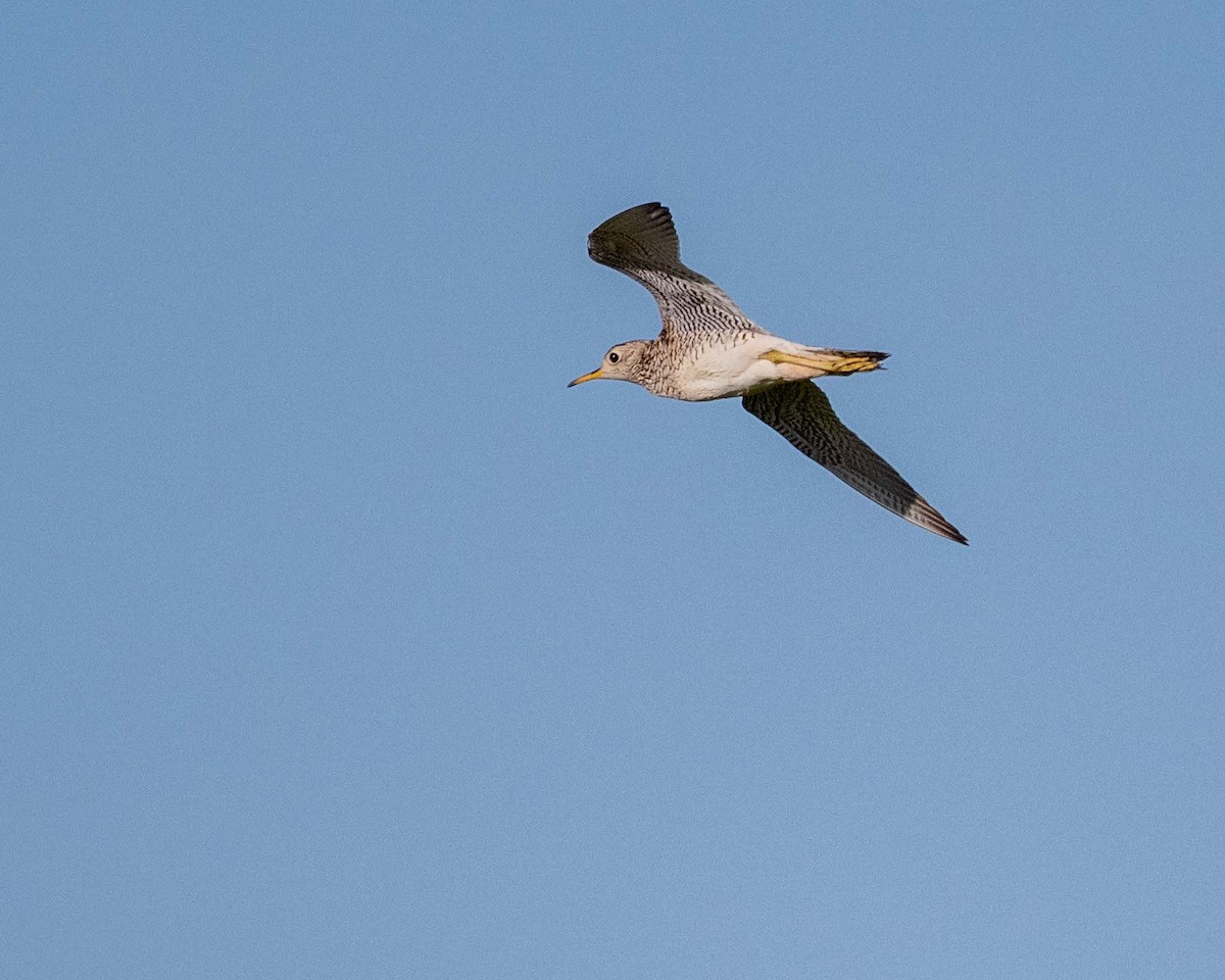 Upland Sandpiper - ML638370142
