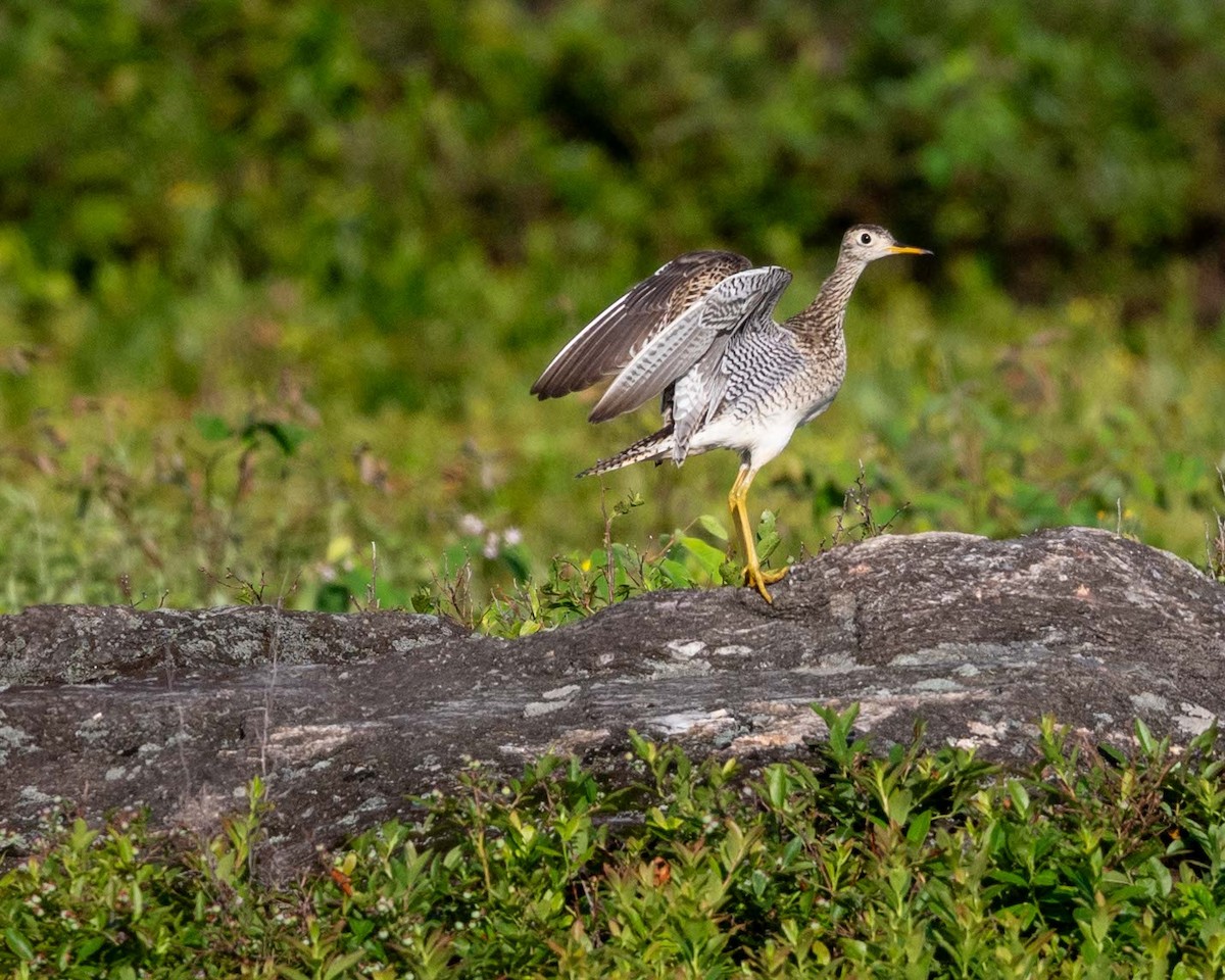 Upland Sandpiper - ML638370143