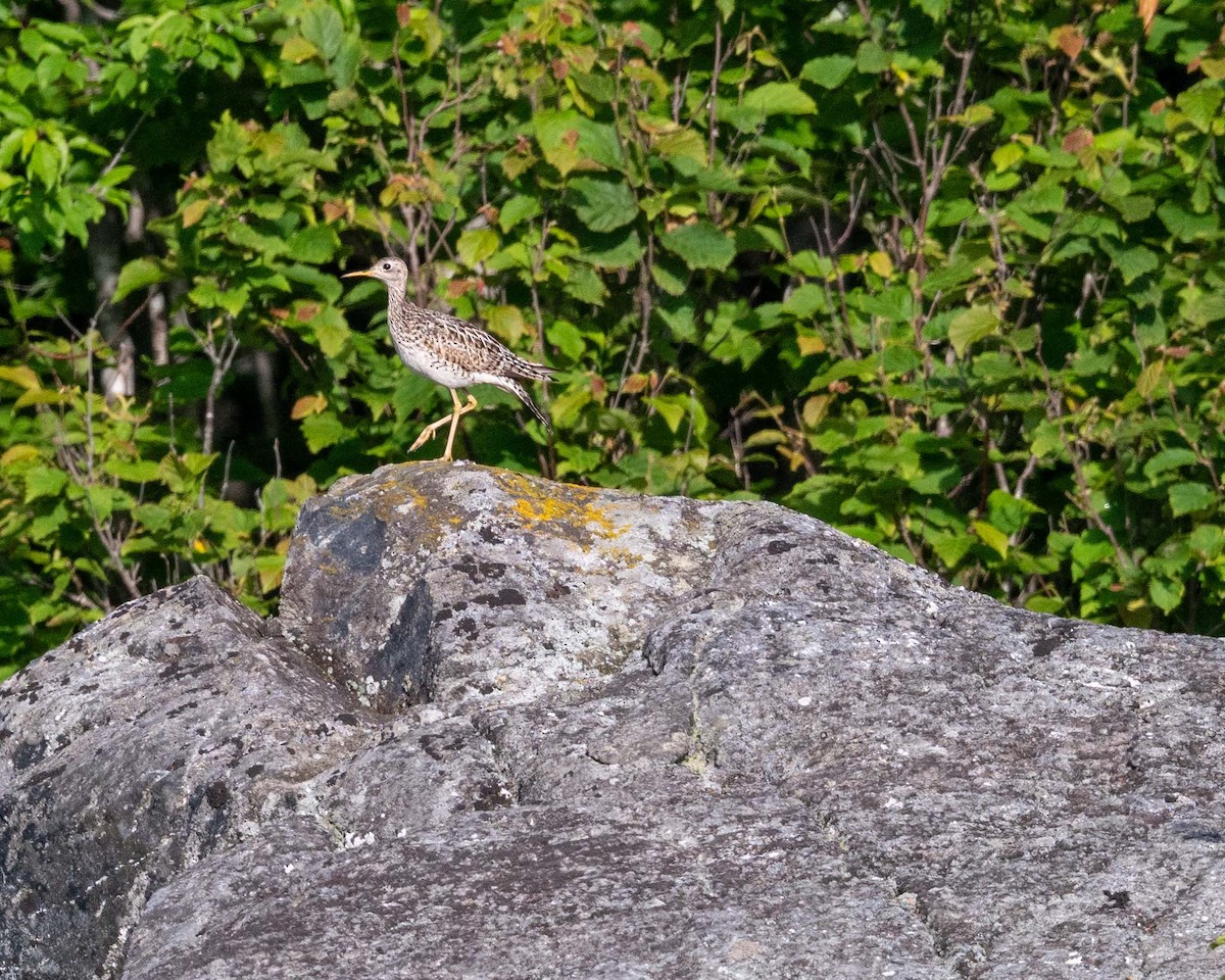 Upland Sandpiper - ML638370144