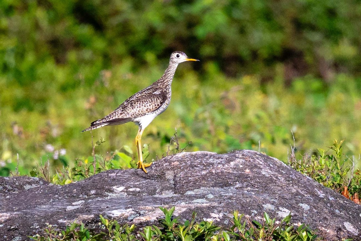 Upland Sandpiper - ML638370145