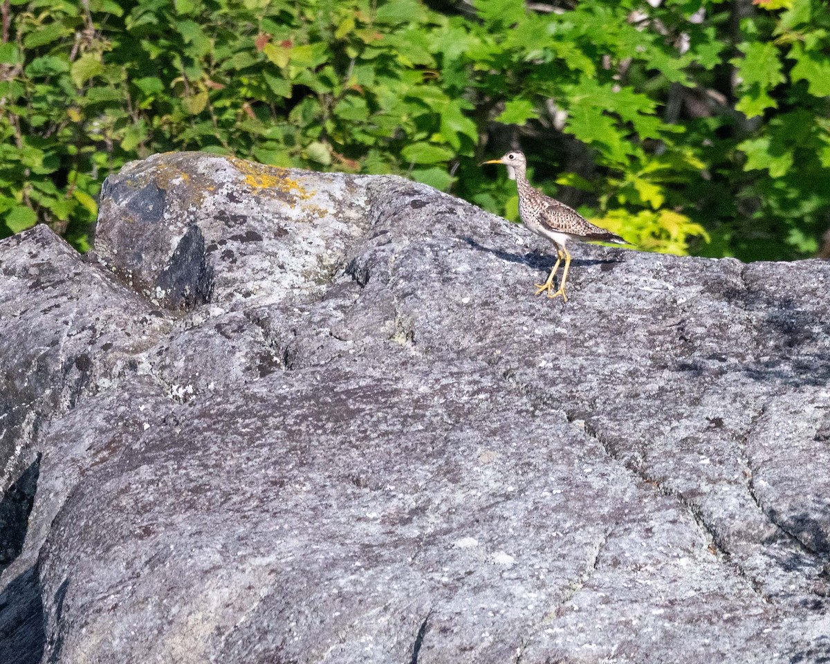 Upland Sandpiper - ML638370147