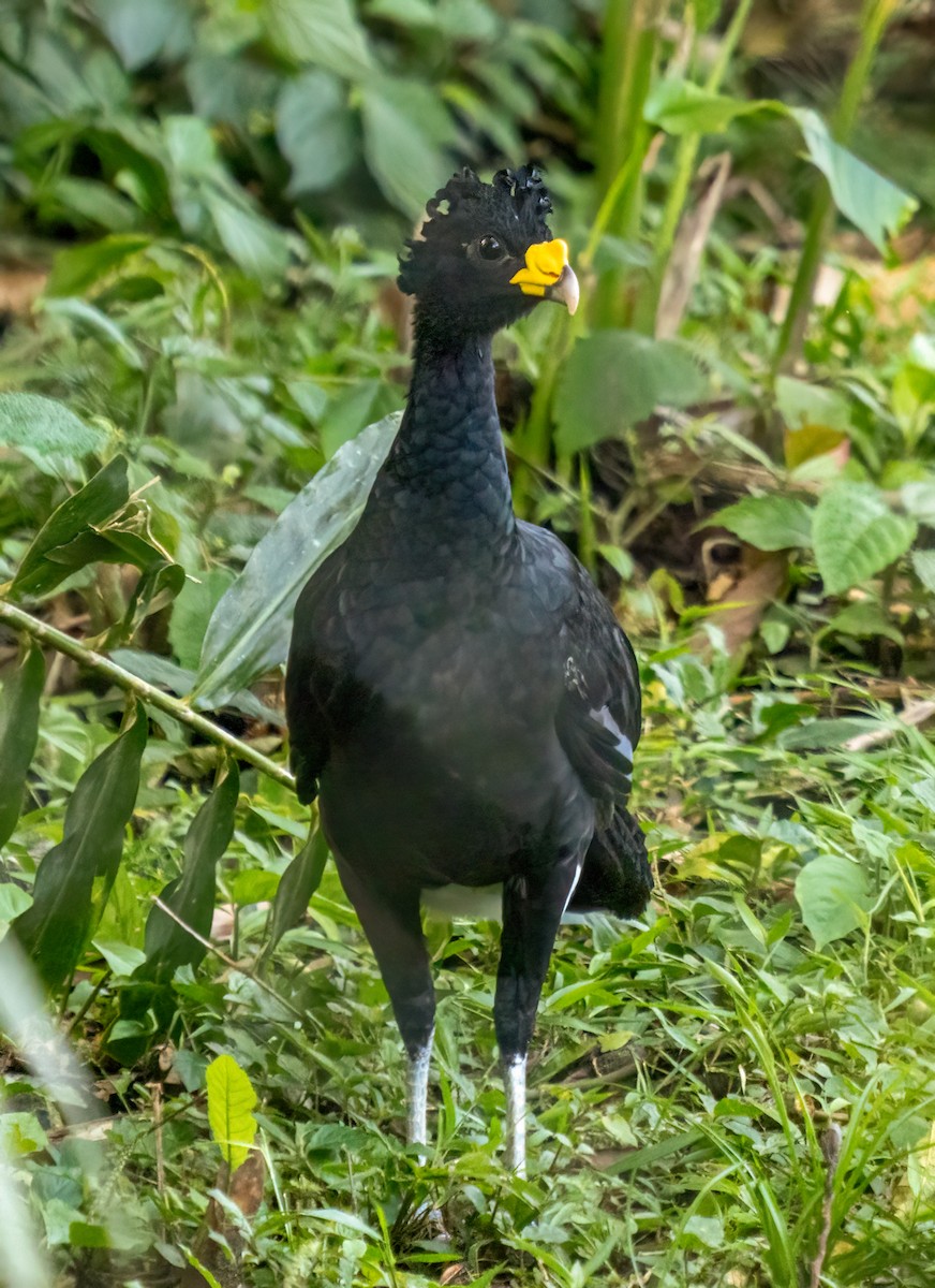Kıvırcık Hokko - ML638370156