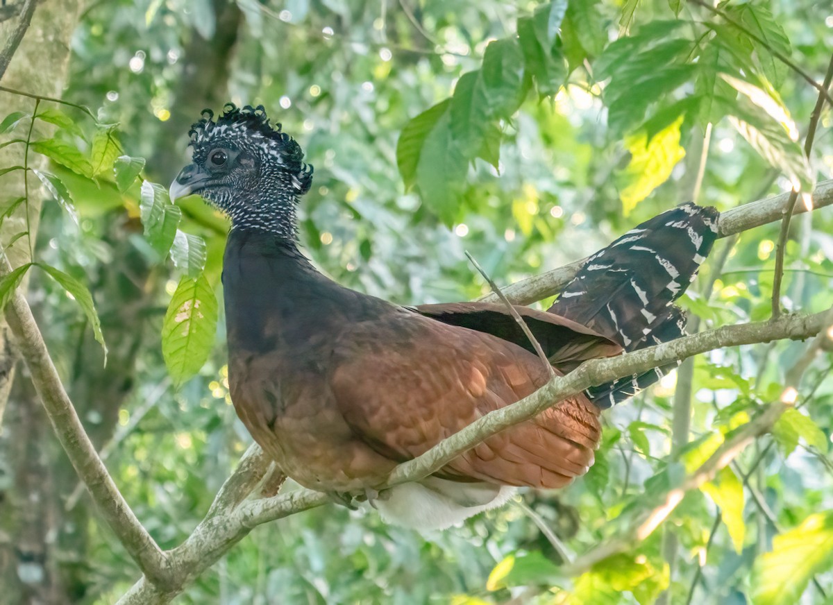 Kıvırcık Hokko - ML638370161