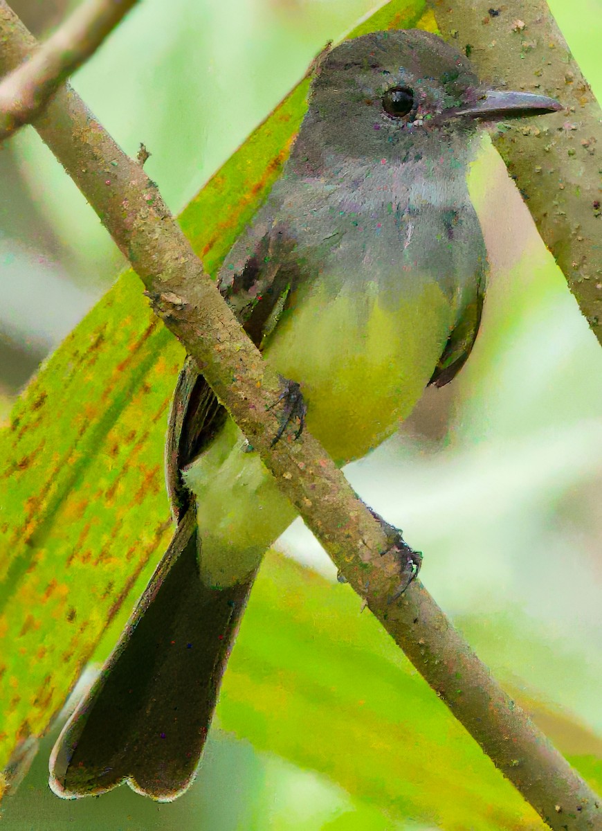 Short-crested Flycatcher - ML638370178