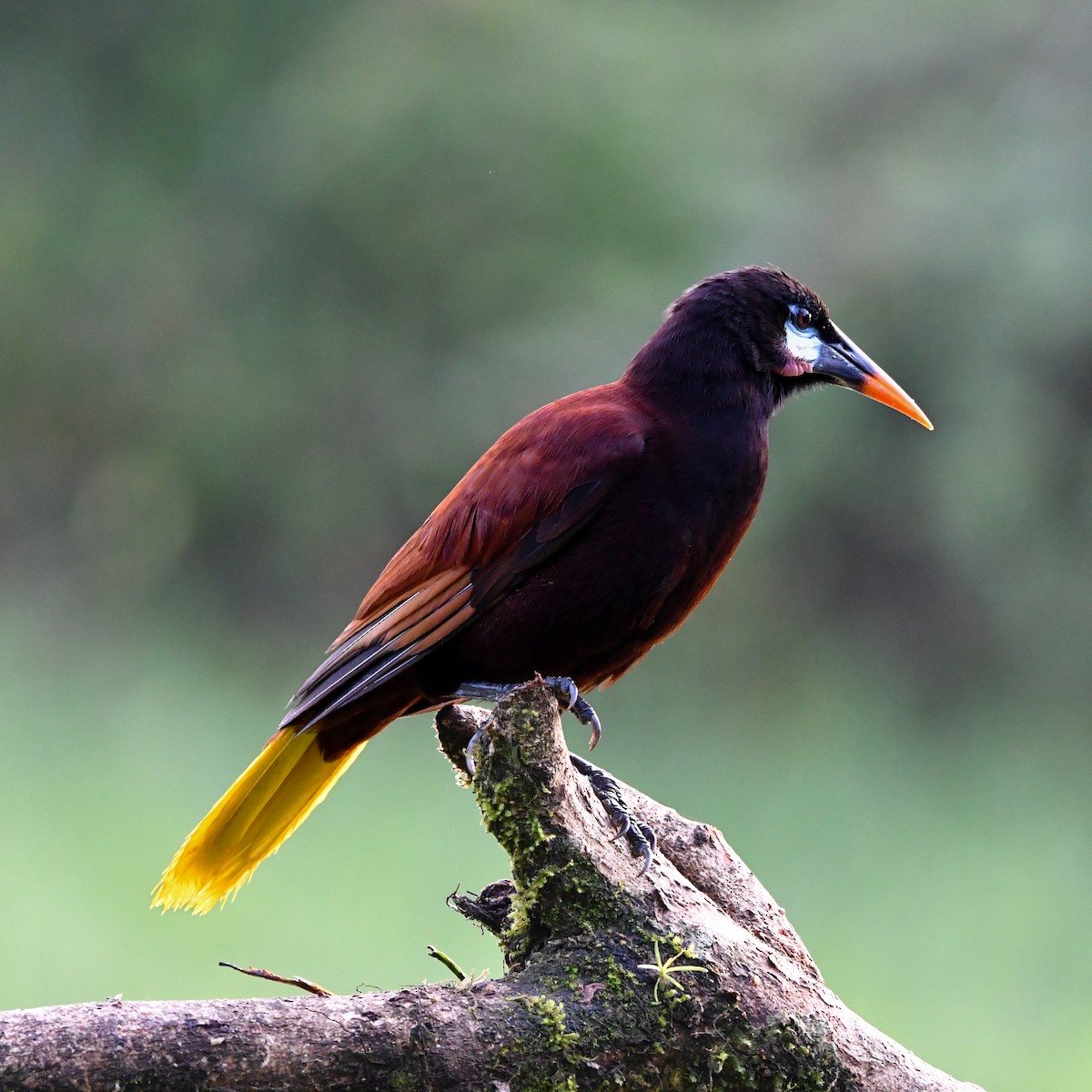 Montezuma Oropendola - ML638370193