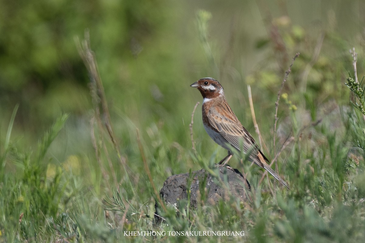 Pine Bunting - ML638370206