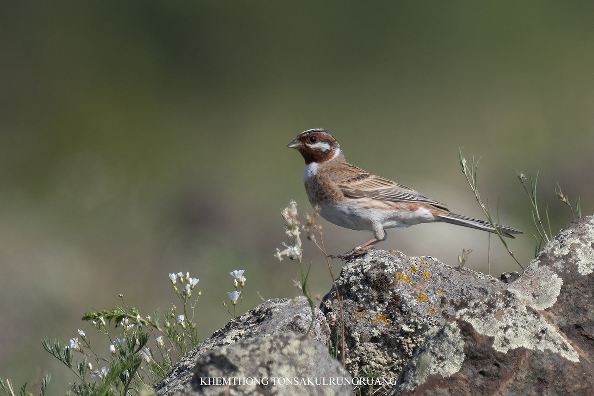 Pine Bunting - ML638370207