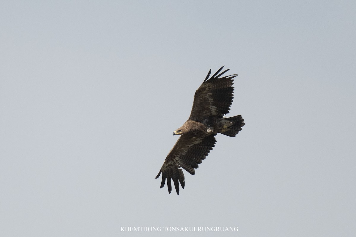 Steppe Eagle - ML638370218