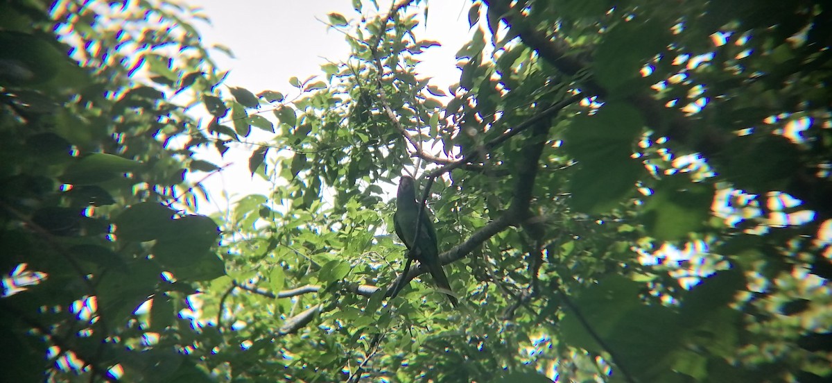 Pacific Parakeet - ML638370244