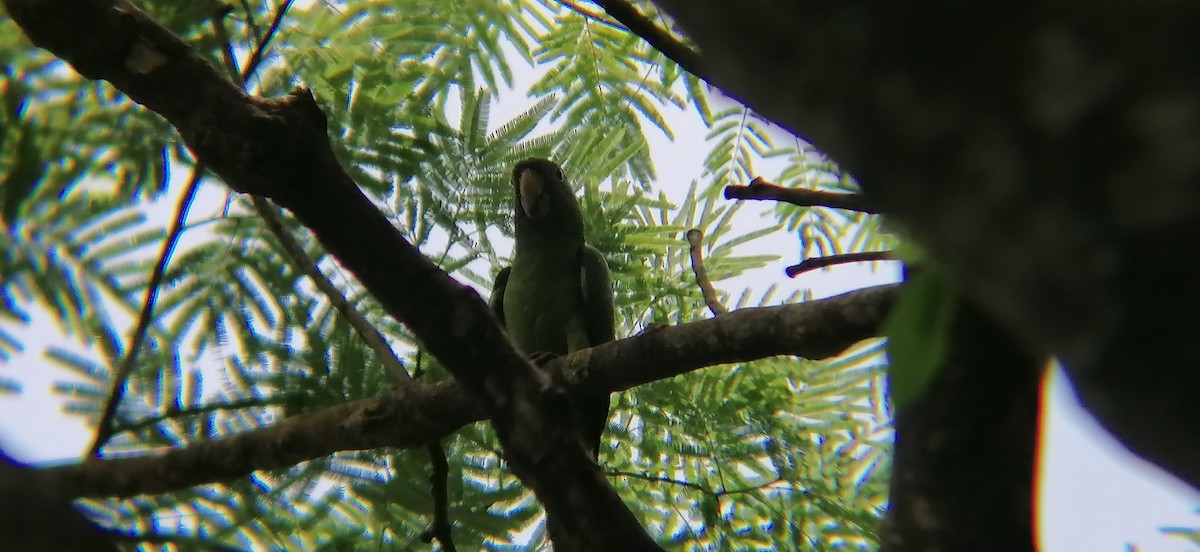 Pacific Parakeet - ML638370256