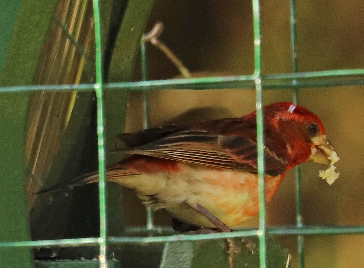 Roselin pourpré - ML638370257
