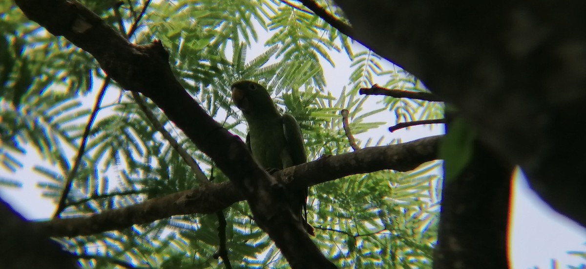 Pacific Parakeet - ML638370259