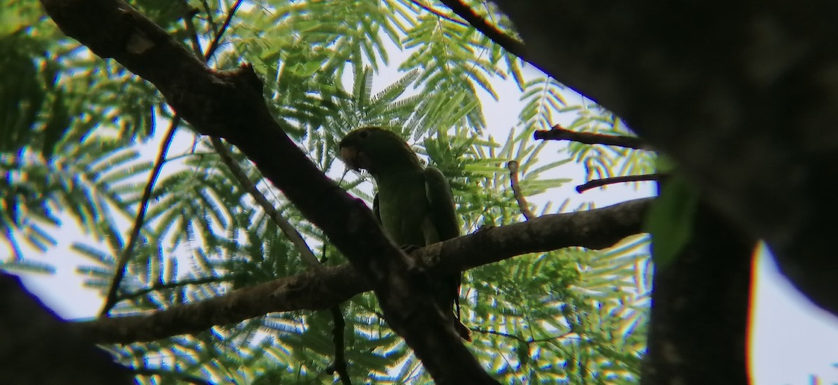 Pacific Parakeet - ML638370262